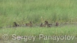 Video of Ferruginous Duck - Ferruginous Duck in early spring in shabla lake in nesting period